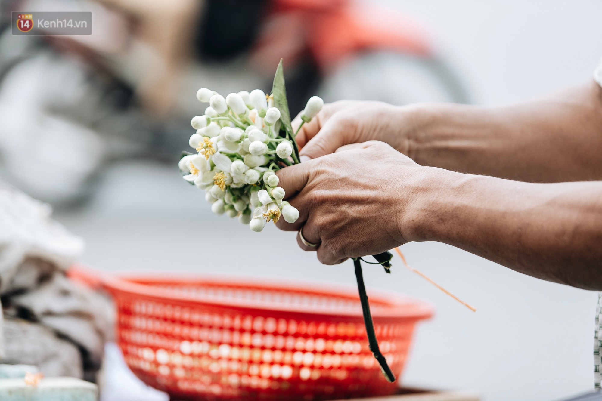 Hoa bưởi tháng 2 theo gió xuống phố Hà Nội, giá lên đến 300.000 đồng/kg vẫn cháy hàng