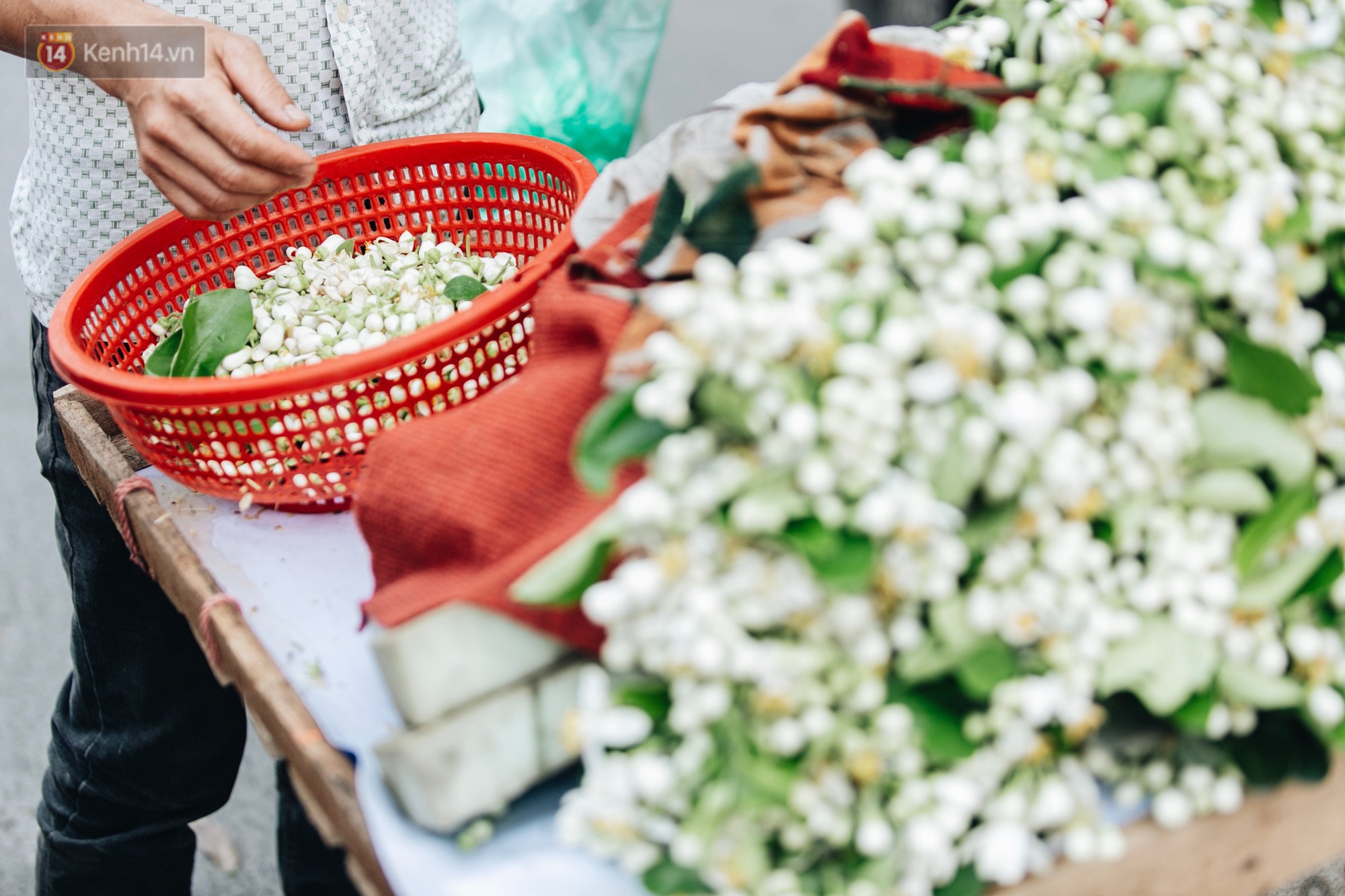 Hoa bưởi tháng 2 theo gió xuống phố Hà Nội, giá lên đến 300.000 đồng/kg vẫn cháy hàng