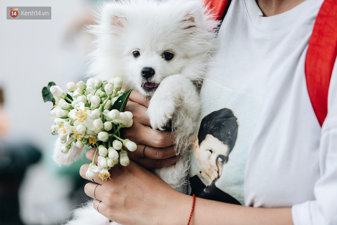 Hoa bưởi tháng 2 theo gió xuống phố Hà Nội, giá lên đến 300.000 đồng/kg vẫn cháy hàng