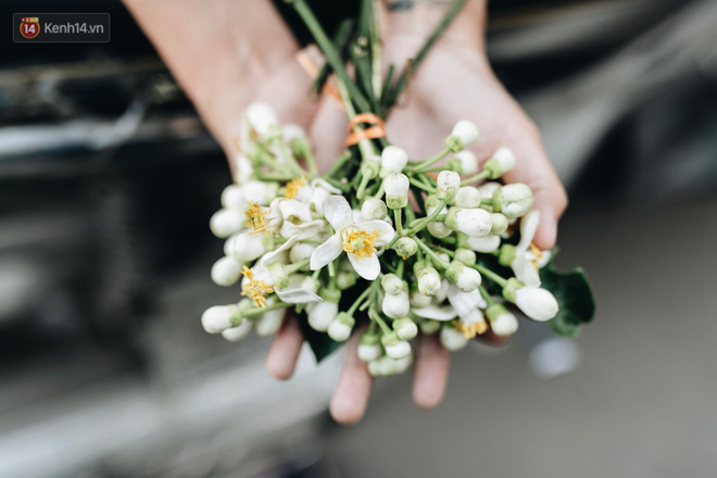 Hoa bưởi tháng 2 theo gió xuống phố Hà Nội, giá lên đến 300.000 đồng/kg vẫn cháy hàng