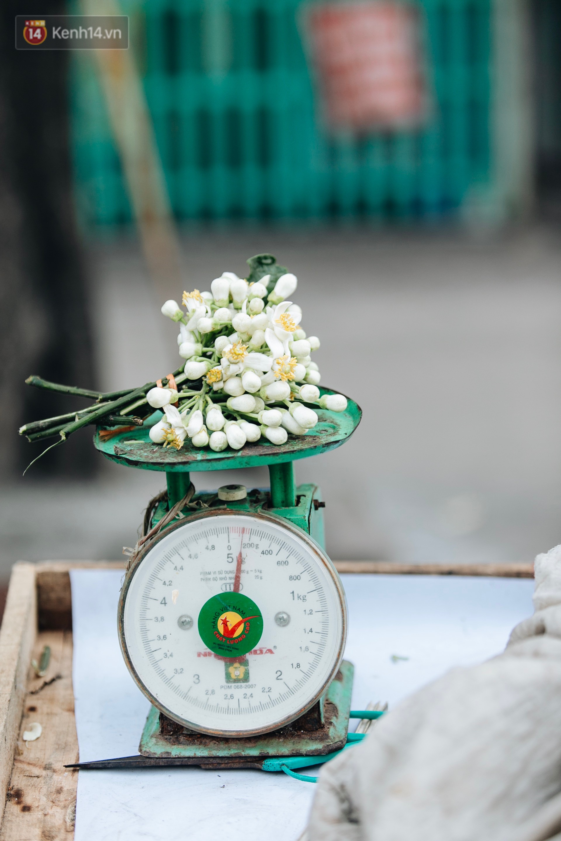 Hoa bưởi tháng 2 theo gió xuống phố Hà Nội, giá lên đến 300.000 đồng/kg vẫn cháy hàng