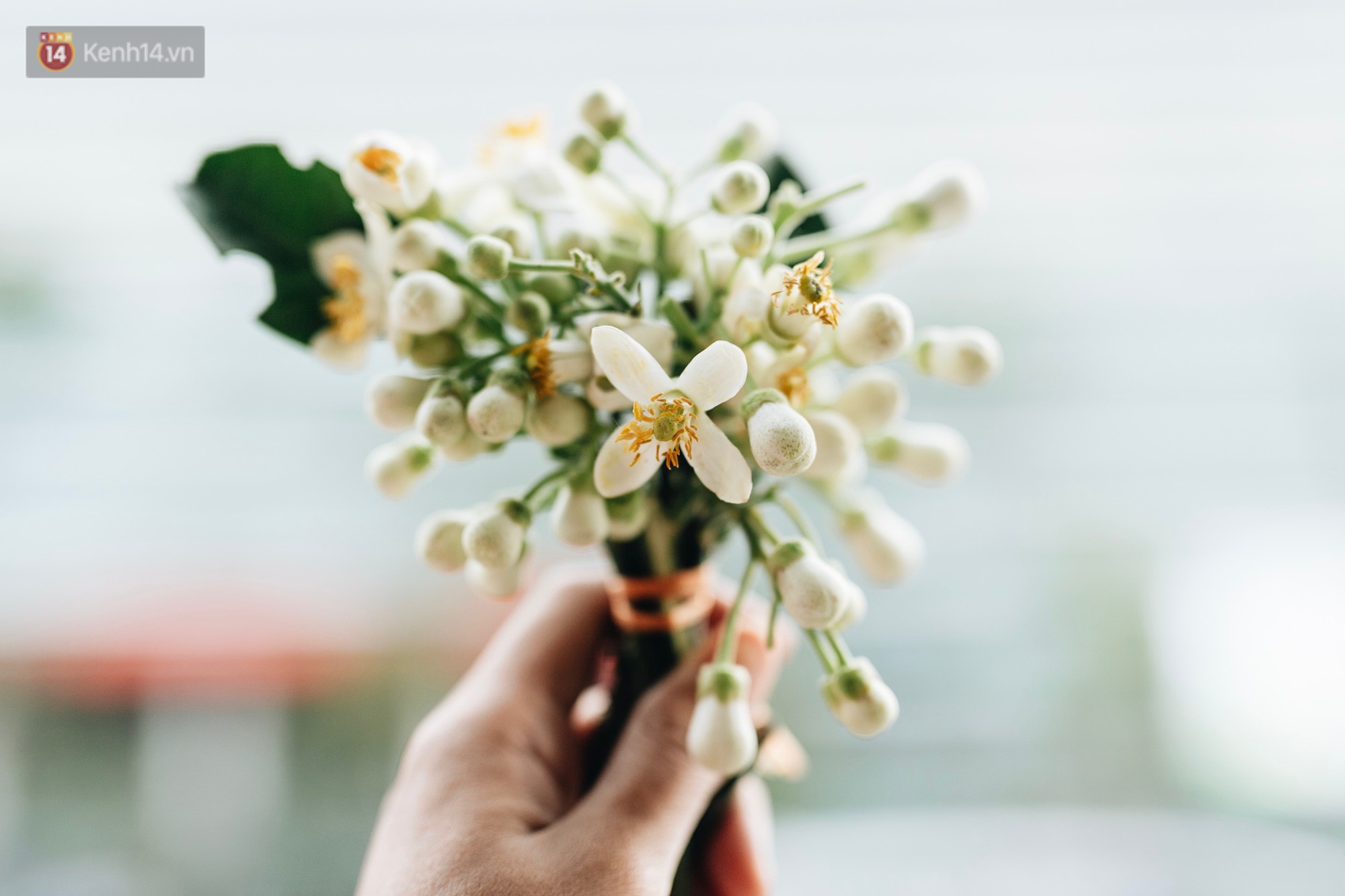 Hoa bưởi tháng 2 theo gió xuống phố Hà Nội, giá lên đến 300.000 đồng/kg vẫn cháy hàng