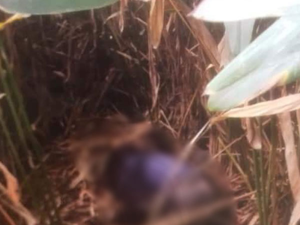 Hải Phòng: Công an phát thông báo tìm nhân thân nam thanh niên tử vong, trên ngực có hình xăm cô gái cầm hoa