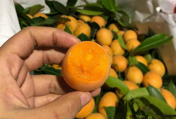 Kỳ lạ loại quả ăn vặt giá chát, chưa kịp về đã hết hàng