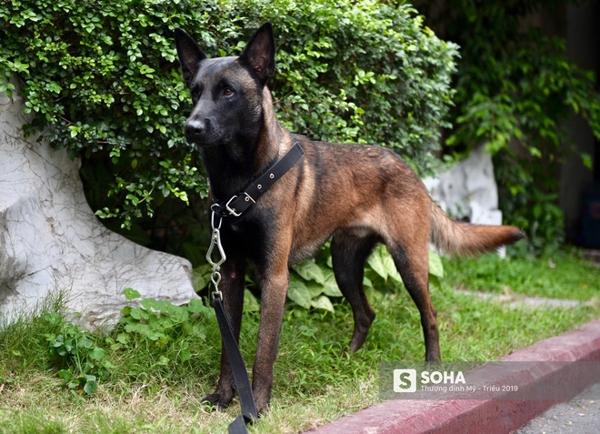 Cảnh khuyển đặc biệt của Việt Nam rà soát chất nổ ở Melia, thân thiện hết cỡ với du khách