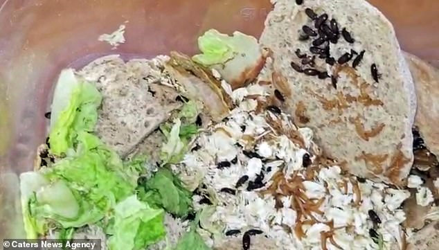 Ăn 5 con mọt sống mỗi ngày để chống ung thư