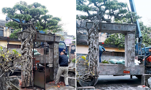 Gia chủ Hà Nội mua cây phải bứng cả cổng nhà