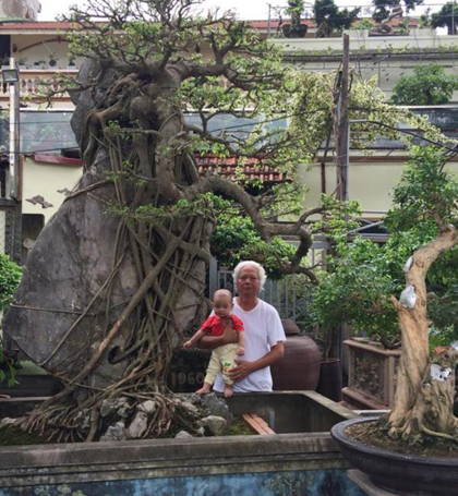 Gia chủ Hà Nội mua cây phải bứng cả cổng nhà