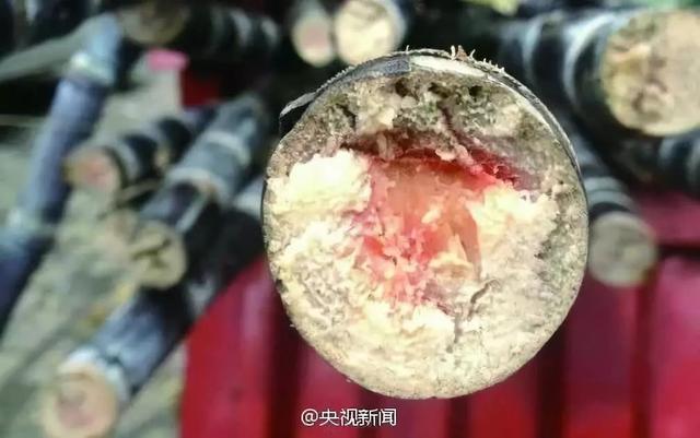 Người phụ nữ suy đa tạng sau ăn mía, cảnh báo nên vứt bỏ nếu có dấu hiệu này