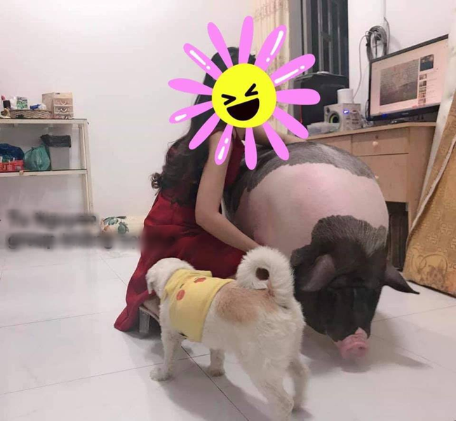 Mua lợn cảnh mini làm thú cưng, chị gái mát tay vỗ béo lớn nhanh không ngừng, nhìn mặt nó ai cũng buồn cười
