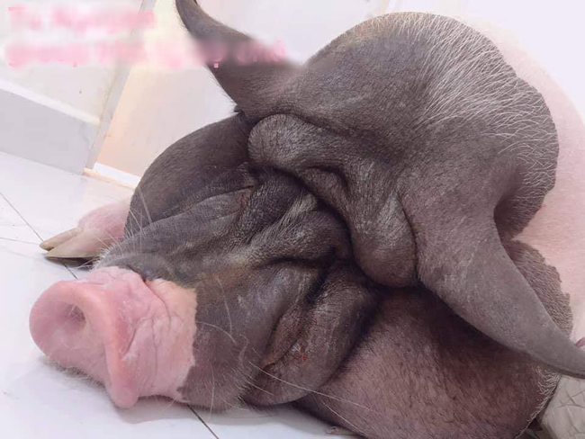 Mua lợn cảnh mini làm thú cưng, chị gái mát tay vỗ béo lớn nhanh không ngừng, nhìn mặt nó ai cũng buồn cười