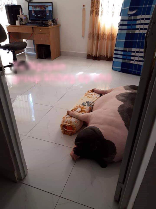 Mua lợn cảnh mini làm thú cưng, chị gái mát tay vỗ béo lớn nhanh không ngừng, nhìn mặt nó ai cũng buồn cười