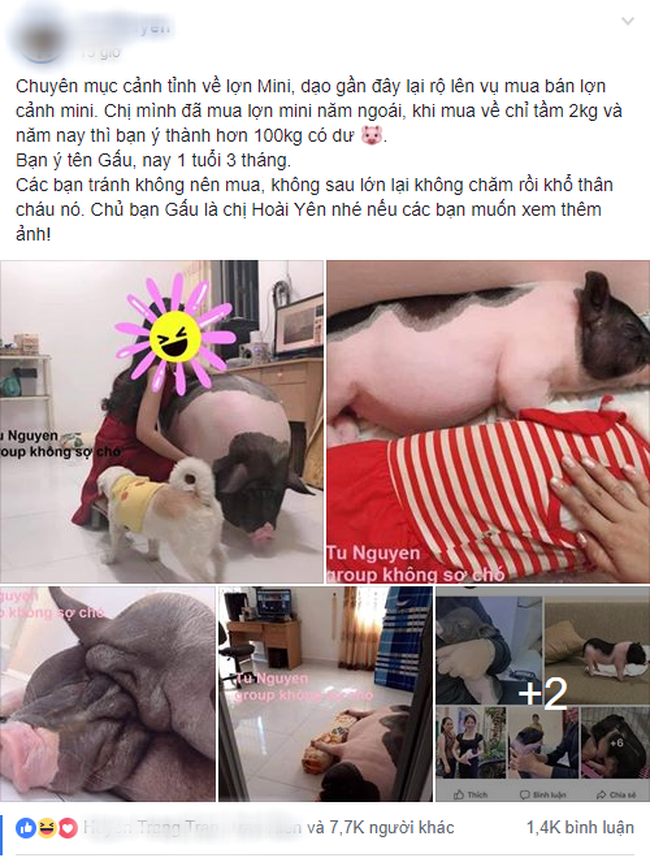 Mua lợn cảnh mini làm thú cưng, chị gái mát tay vỗ béo lớn nhanh không ngừng, nhìn mặt nó ai cũng buồn cười