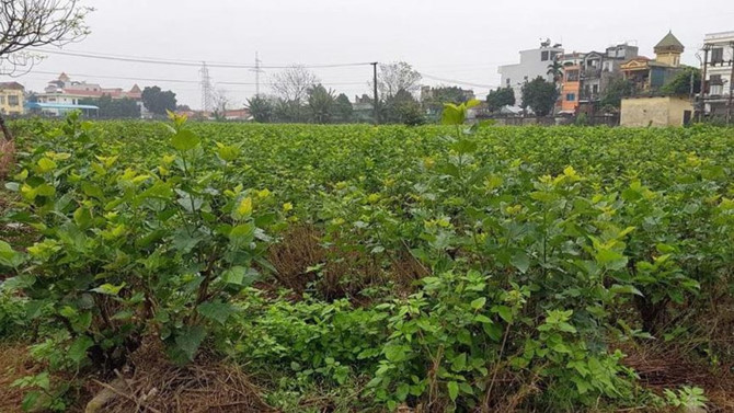 Khu đất của AVG trong thương vụ nghìn tỷ với Mobifone giờ ra sao? Khu đất của AVG trong thương vụ nghìn tỷ với Mobifone giờ ra sao?