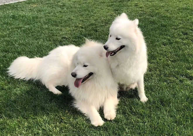 Thanh niên hẹn hò không thành với bạn gái làm quen trên mạng, boss hai nhà lại bất ngờ thành đôi