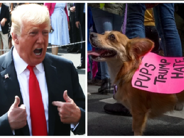 Tại sao Tổng thống Mỹ Donald Trump… không thích chó