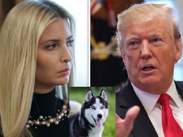 Tại sao Tổng thống Mỹ Donald Trump… không thích chó