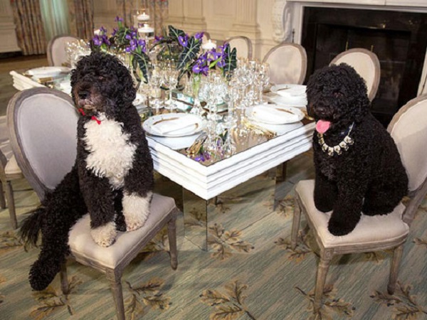 Tại sao Tổng thống Mỹ Donald Trump… không thích chó