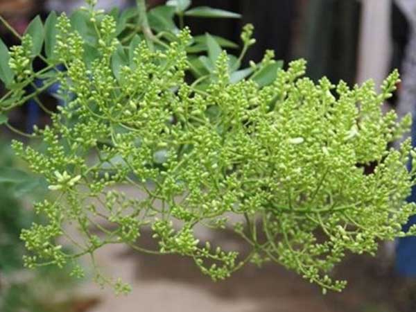 Không muốn bị hao tốn tiền của, xui xẻo liên miên, chớ trồng những loại cây này trong nhà