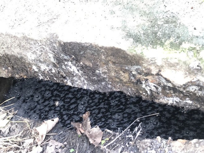 Quơ tay nắm được cả chục con ruồi, dân vây lò mổ lợn