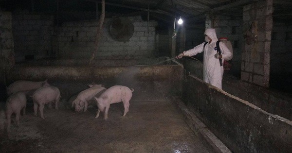 Hải Dương khẩn trương tiêu huỷ gần 200 con lợn mắc dịch tả lợn Châu Phi