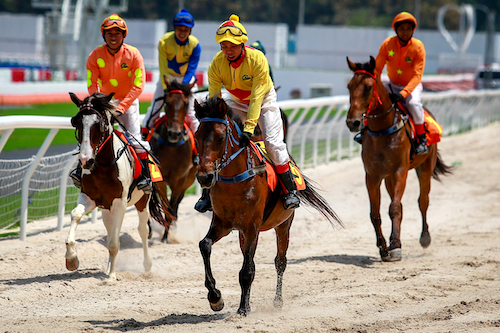 Cuộc đua rót trăm triệu đô mở trường đua ngựa