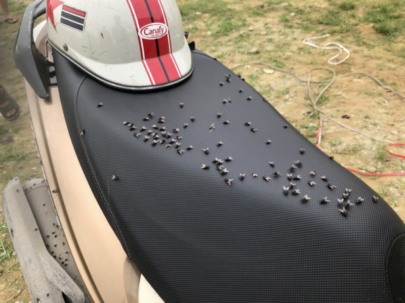 Nghệ An: Đóng cửa lò mổ trong khu dân cư khiến người dân khốn khổ vì ô nhiễm