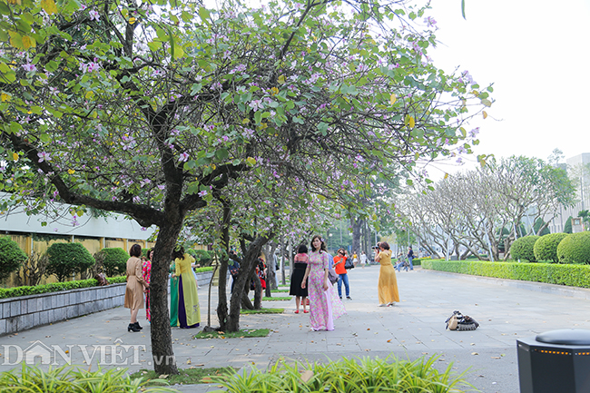 Nô nức chụp ảnh cùng hoa ban Tây Bắc nở rộ trên phố Hà thành