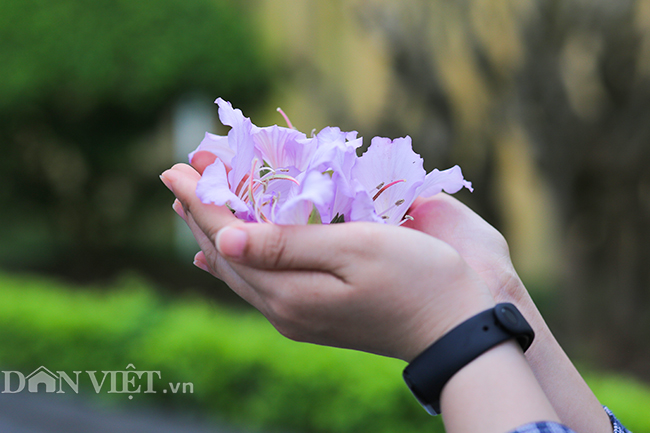 Nô nức chụp ảnh cùng hoa ban Tây Bắc nở rộ trên phố Hà thành