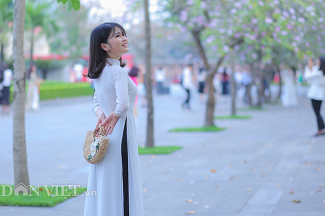 Nô nức chụp ảnh cùng hoa ban Tây Bắc nở rộ trên phố Hà thành