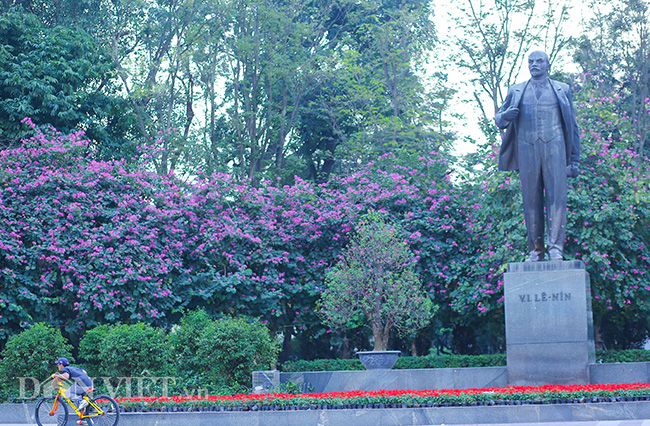 Nô nức chụp ảnh cùng hoa ban Tây Bắc nở rộ trên phố Hà thành