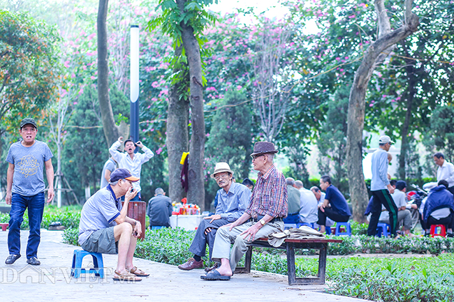 Nô nức chụp ảnh cùng hoa ban Tây Bắc nở rộ trên phố Hà thành