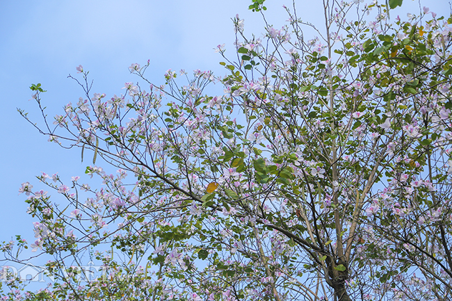 Nô nức chụp ảnh cùng hoa ban Tây Bắc nở rộ trên phố Hà thành