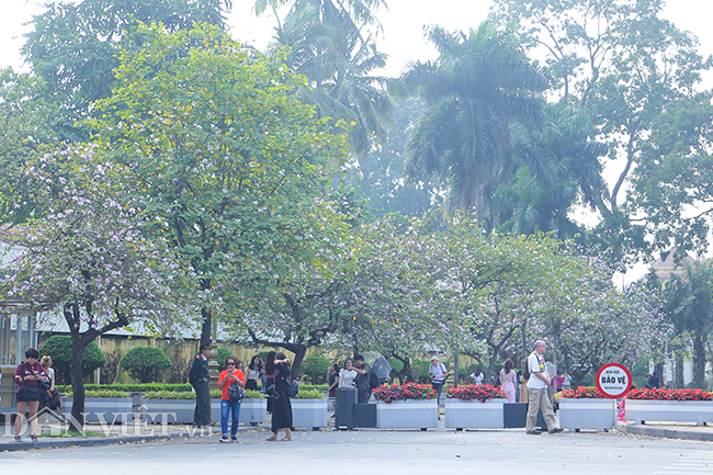 Nô nức chụp ảnh cùng hoa ban Tây Bắc nở rộ trên phố Hà thành