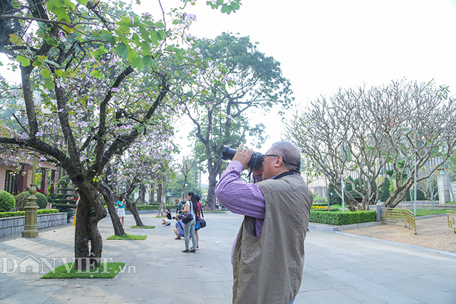 Nô nức chụp ảnh cùng hoa ban Tây Bắc nở rộ trên phố Hà thành