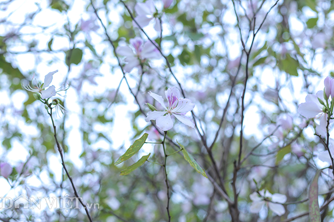 Nô nức chụp ảnh cùng hoa ban Tây Bắc nở rộ trên phố Hà thành