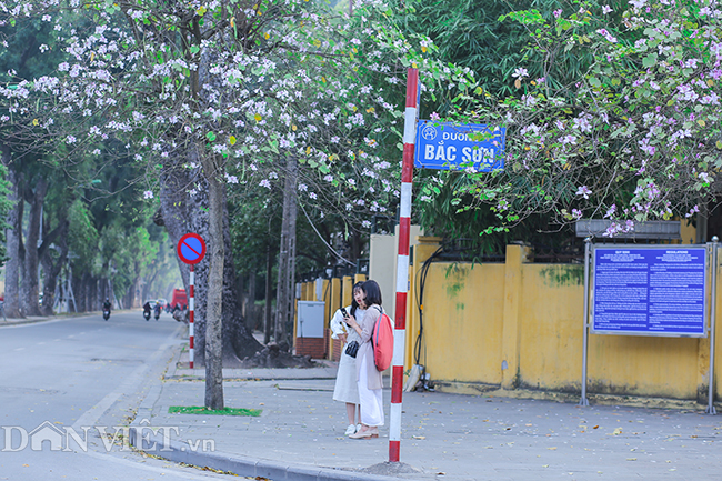 Nô nức chụp ảnh cùng hoa ban Tây Bắc nở rộ trên phố Hà thành