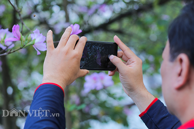 Nô nức chụp ảnh cùng hoa ban Tây Bắc nở rộ trên phố Hà thành