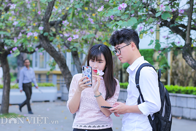 Nô nức chụp ảnh cùng hoa ban Tây Bắc nở rộ trên phố Hà thành