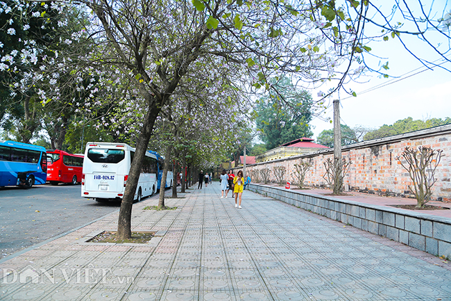 Nô nức chụp ảnh cùng hoa ban Tây Bắc nở rộ trên phố Hà thành