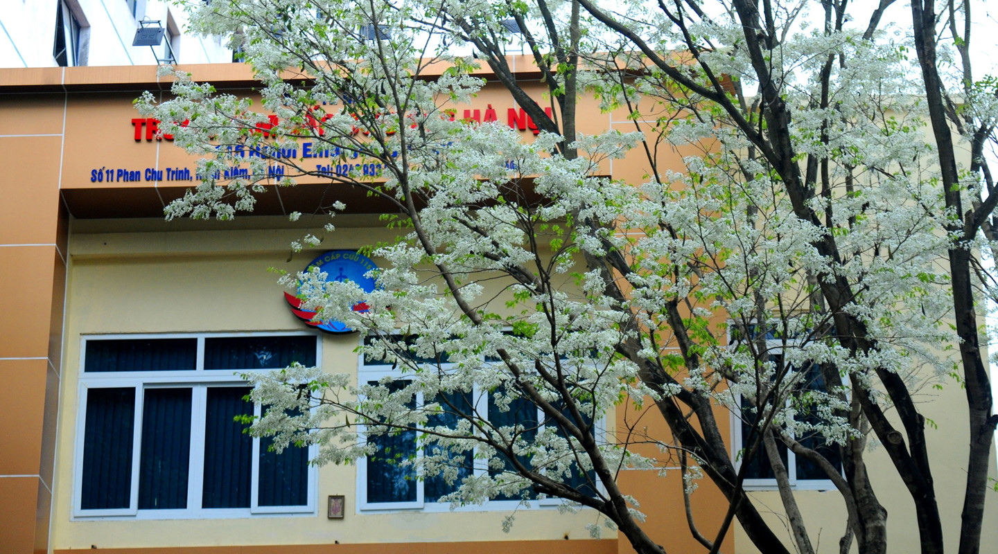 Tháng 3, sưa nở trắng trời Hà Nội