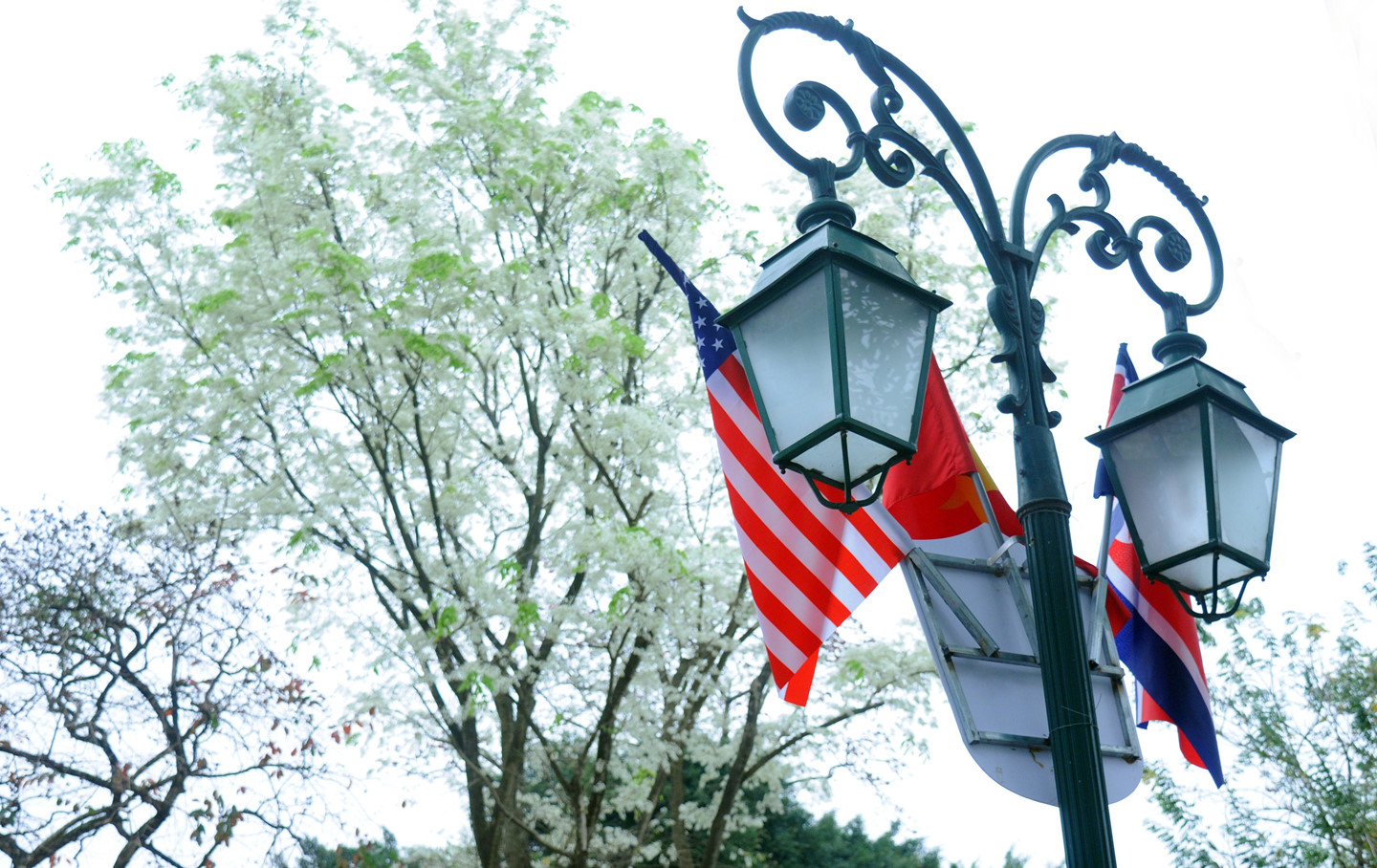 Tháng 3, sưa nở trắng trời Hà Nội