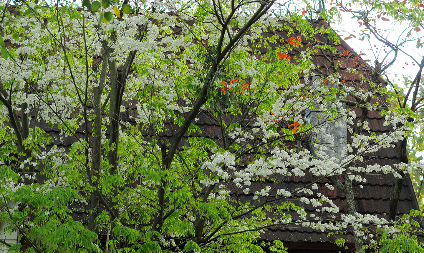 Tháng 3, sưa nở trắng trời Hà Nội