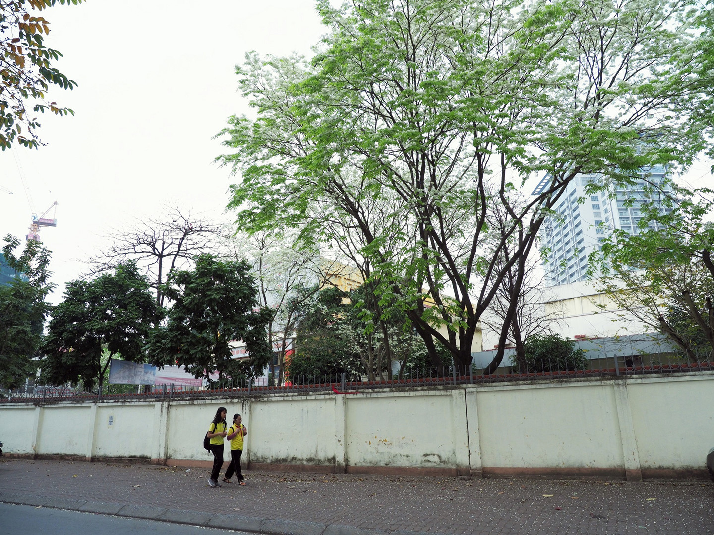 Tháng 3, sưa nở trắng trời Hà Nội