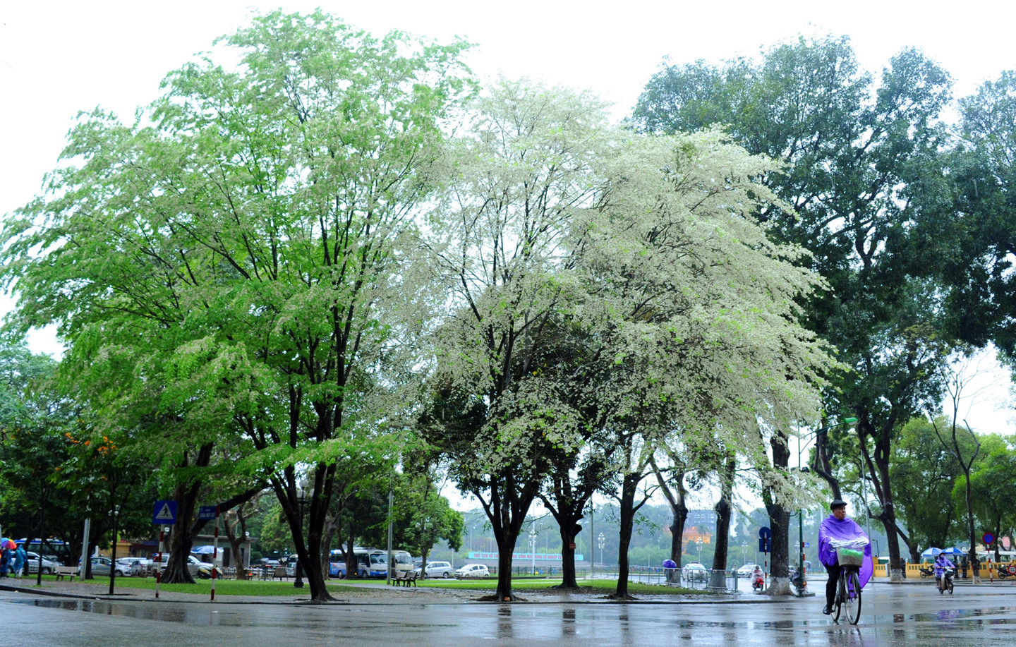 Tháng 3, sưa nở trắng trời Hà Nội