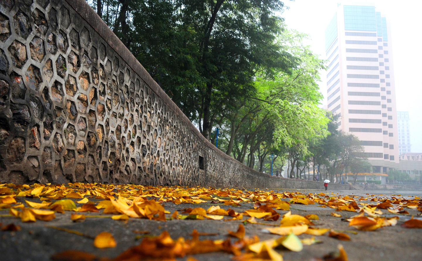 Tháng 3, sưa nở trắng trời Hà Nội