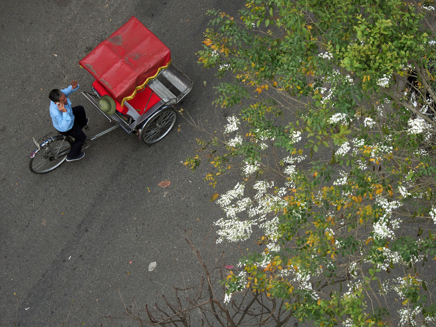 Tháng 3, sưa nở trắng trời Hà Nội
