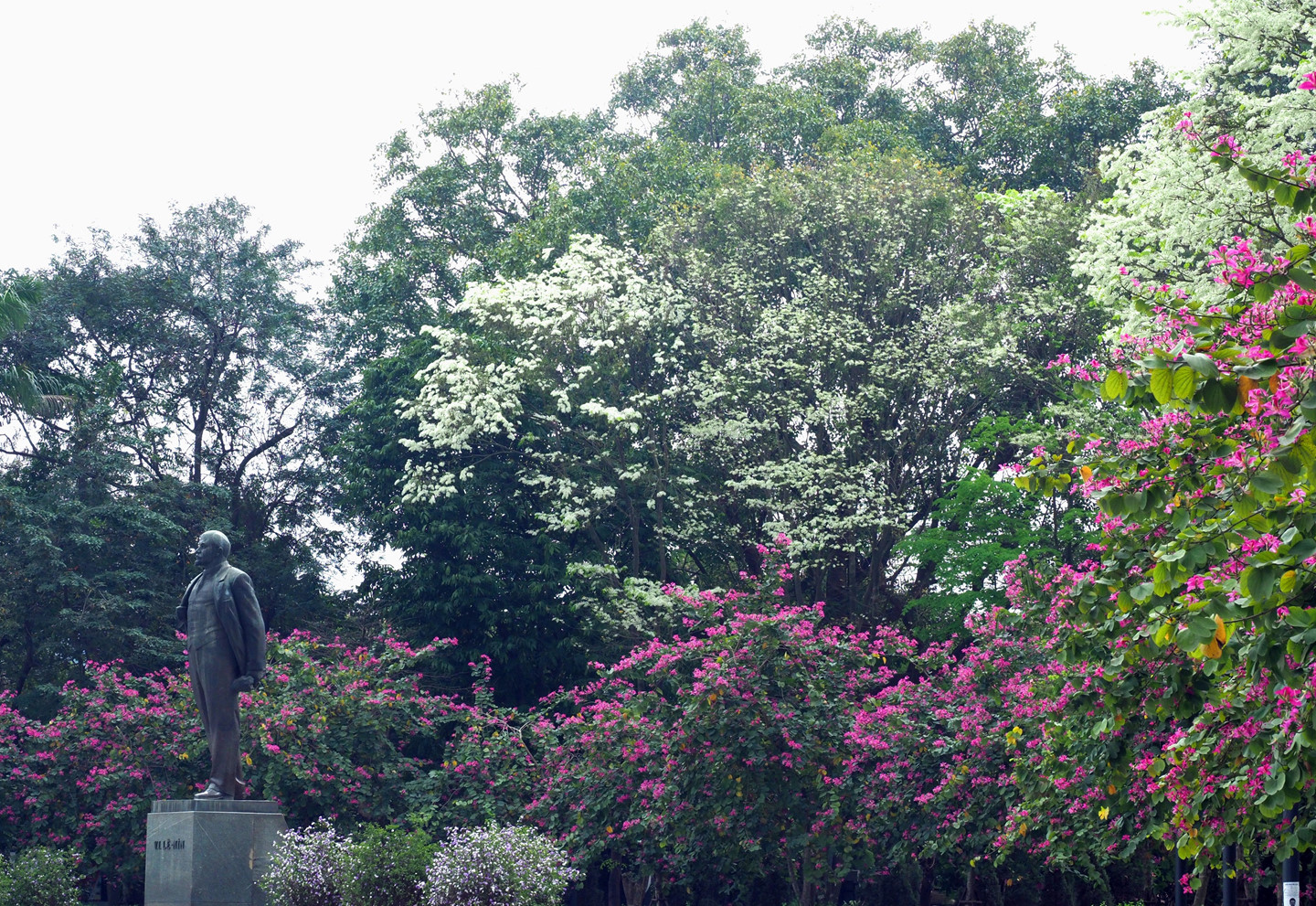 Tháng 3, sưa nở trắng trời Hà Nội