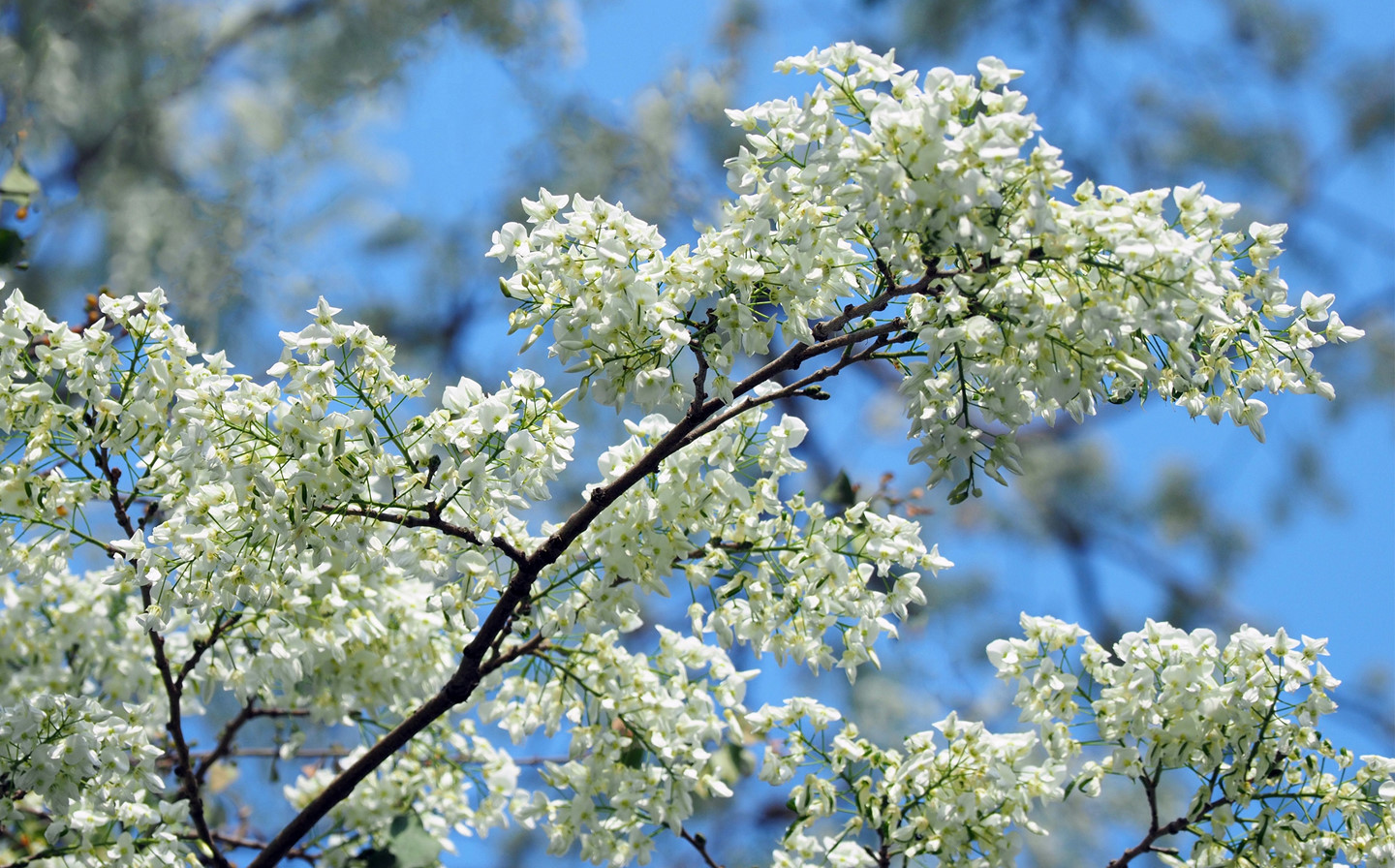 Tháng 3, sưa nở trắng trời Hà Nội