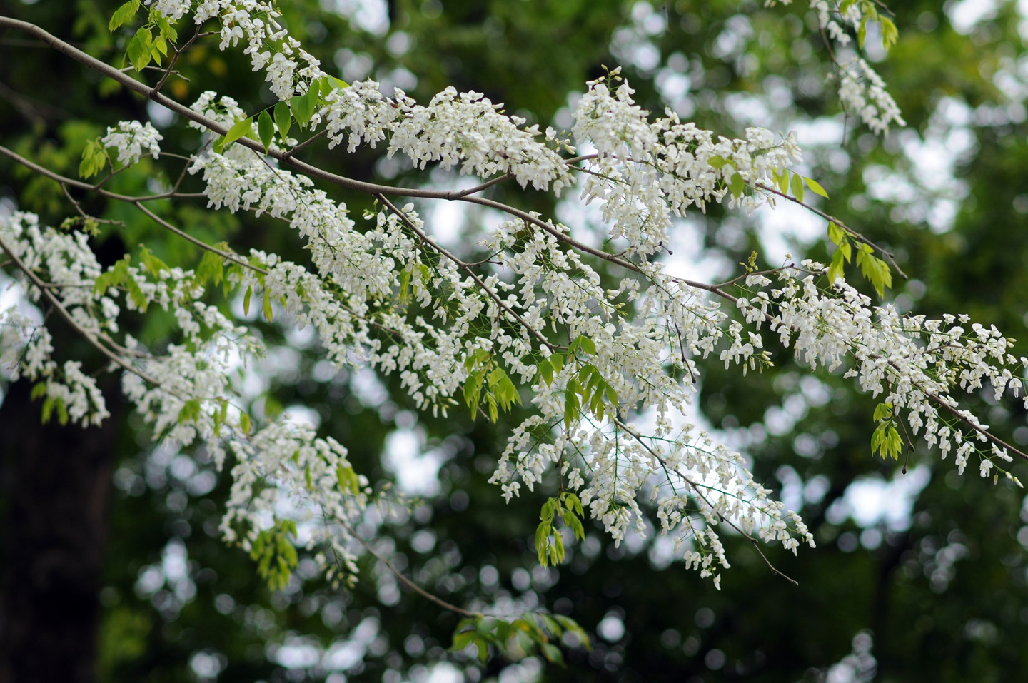 Tháng 3, sưa nở trắng trời Hà Nội